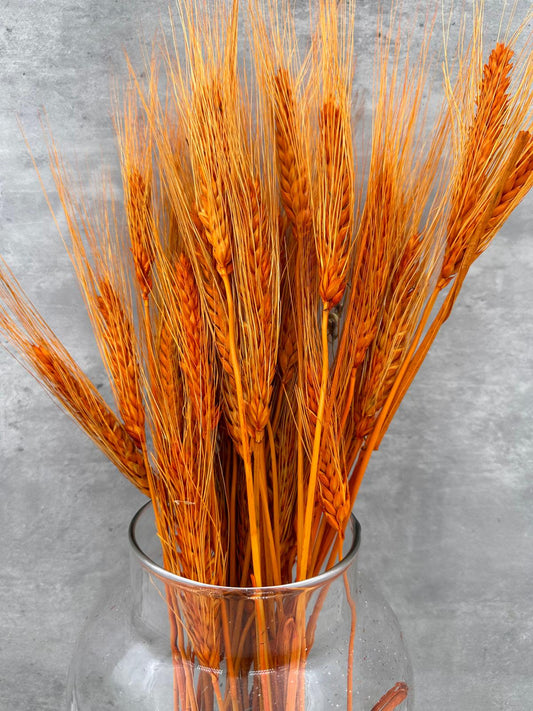 Trigo Naranja