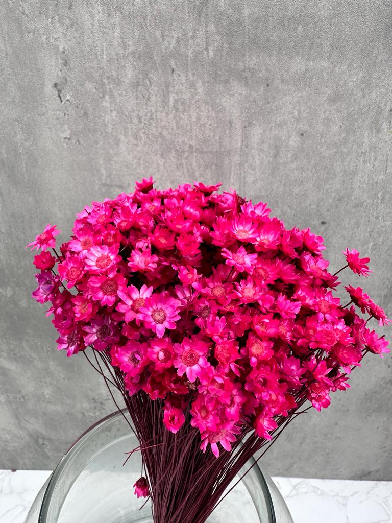 Glixia Fucsia