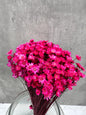 Glixia Fucsia