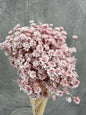 Glixia Rosa