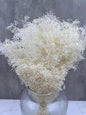 Gypsophila Mini Press Blanca