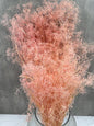 Gypsophila Mini Press Rosa Claro