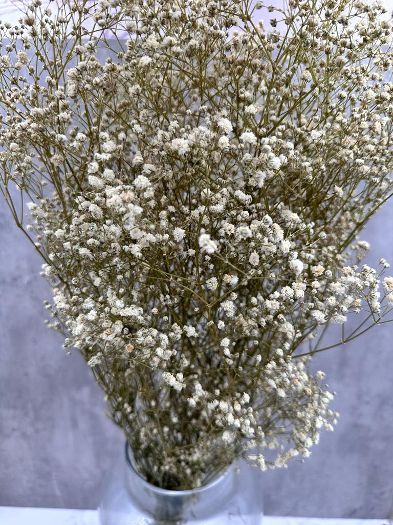Gypsophila Paniculata Press Blanca