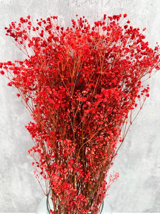 Gypsophila Paniculata Press Roja