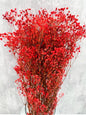 Gypsophila Paniculata Press Roja