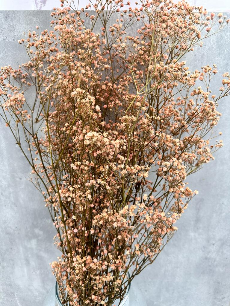 Gypsophila Paniculata Press Salmón