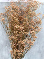 Gypsophila Paniculata Press Salmón