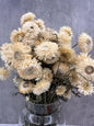Helicrisium Seco Blanco