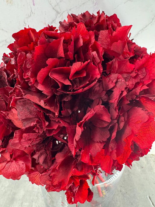 Hortensia Press Burdeos