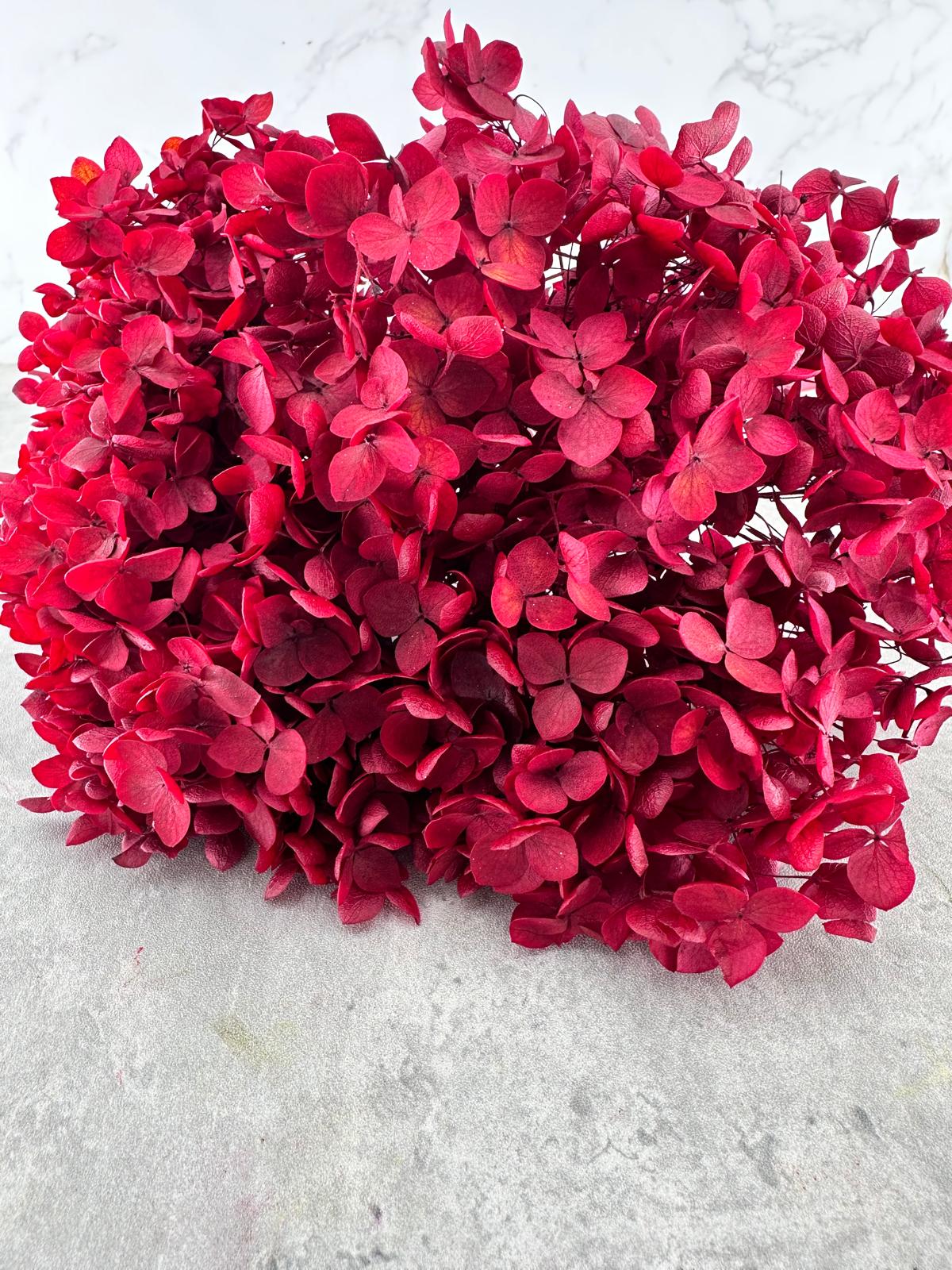 Hydrangea Cabeza Press Granate