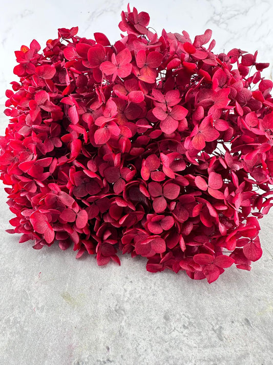Hydrangea Cabeza Press Granate
