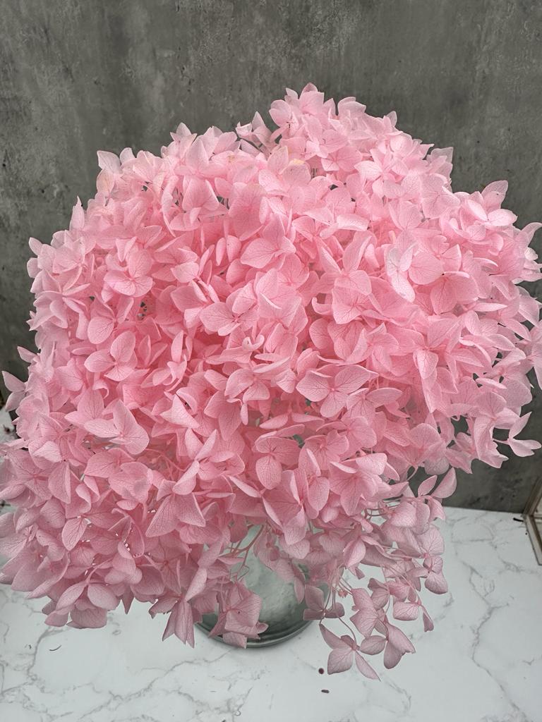 Hydrangea Cabeza Press Rosa