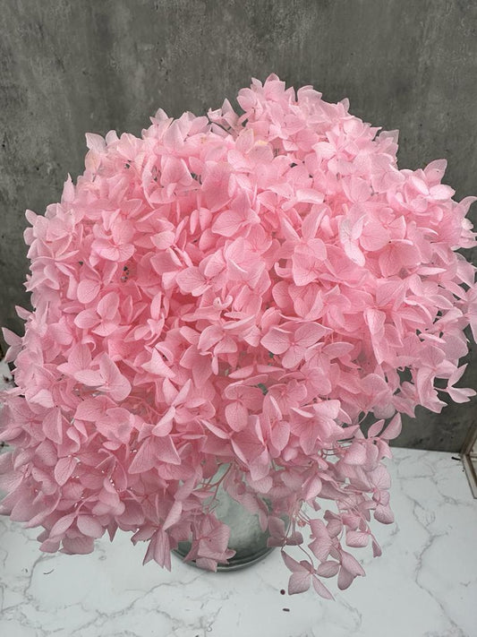 Hydrangea Cabeza Press Rosa