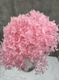 Hydrangea Cabeza Press Rosa