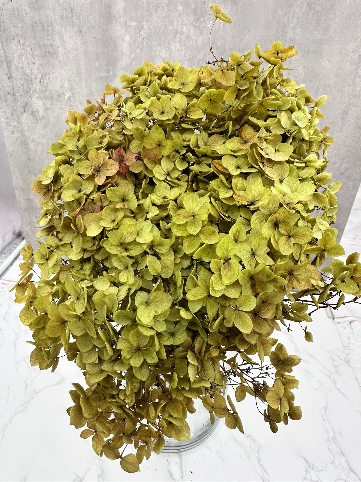 Hydrangea Press Natural y Verde
