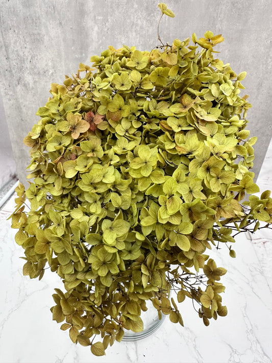 Hydrangea Press Natural y Verde