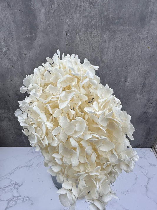 Hydrangea Cabeza Press Blanca