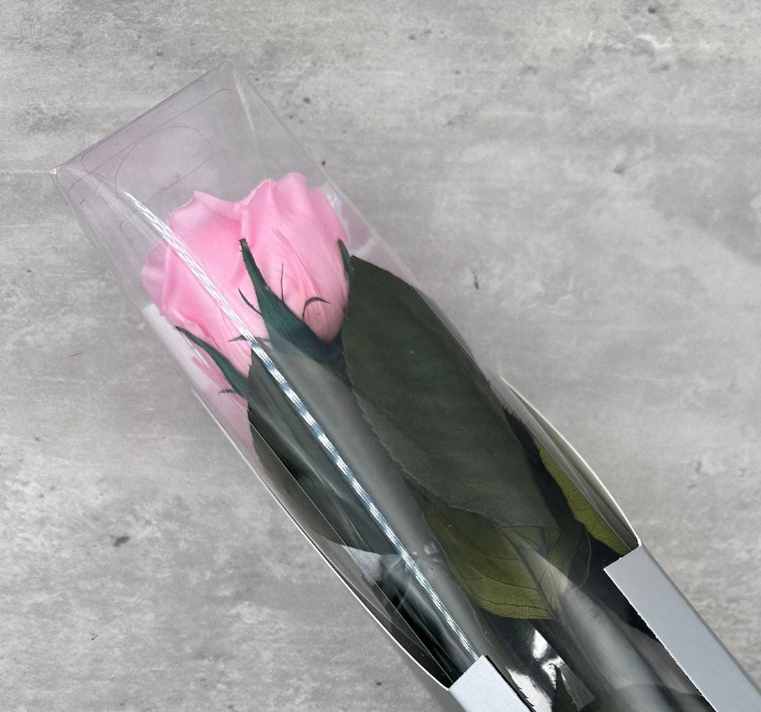 Rosas con tallo Kiara Rosa Fuerte 30cm