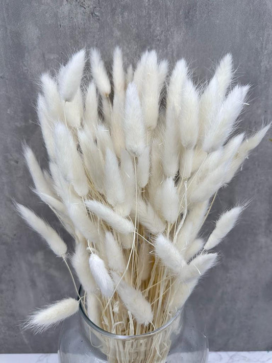 Lagurus Blanco