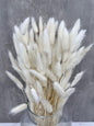 Lagurus Blanco