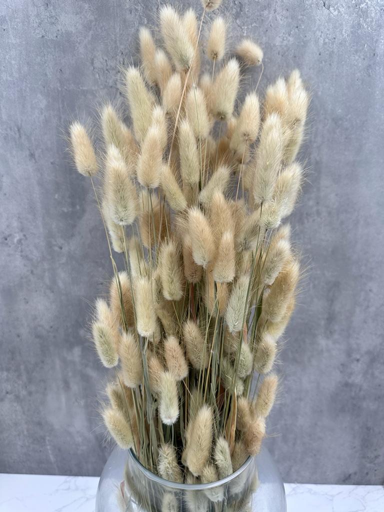 Lagurus Natural