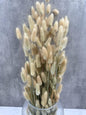 Lagurus Natural