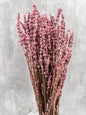 Lavanda Press Rosa