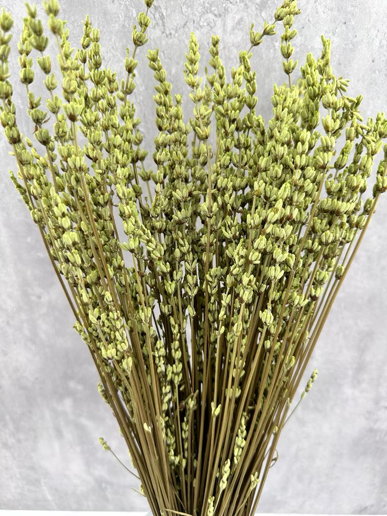 Lavanda Press Verde