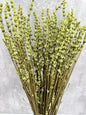Lavanda Press Verde