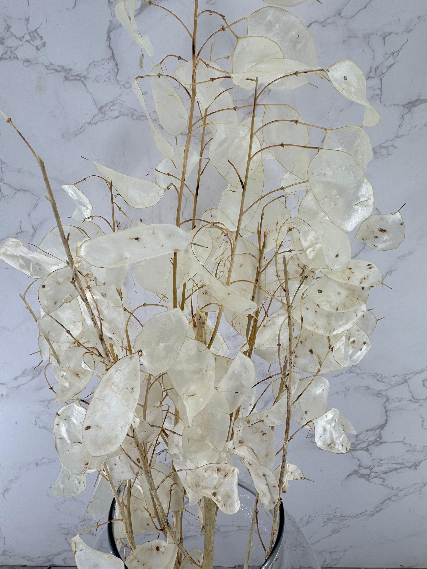 Lunaria Blanca Natural