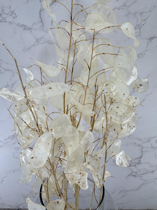 Lunaria Blanca Natural