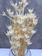 Nigella Orientalis Blanco