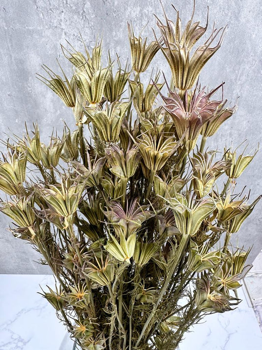 Nigella Orientalis Natural