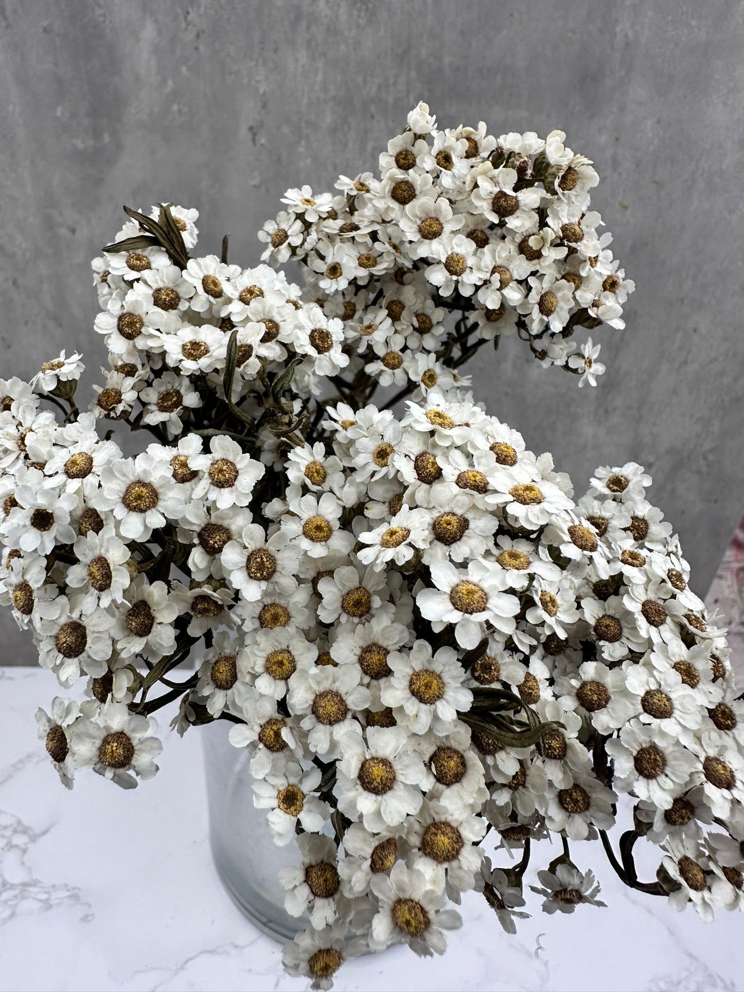 Ixodia Blanca