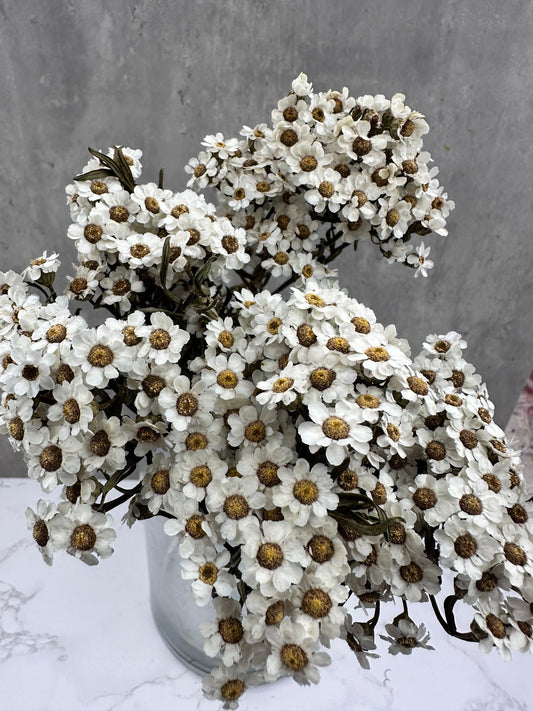 Ixodia Blanca