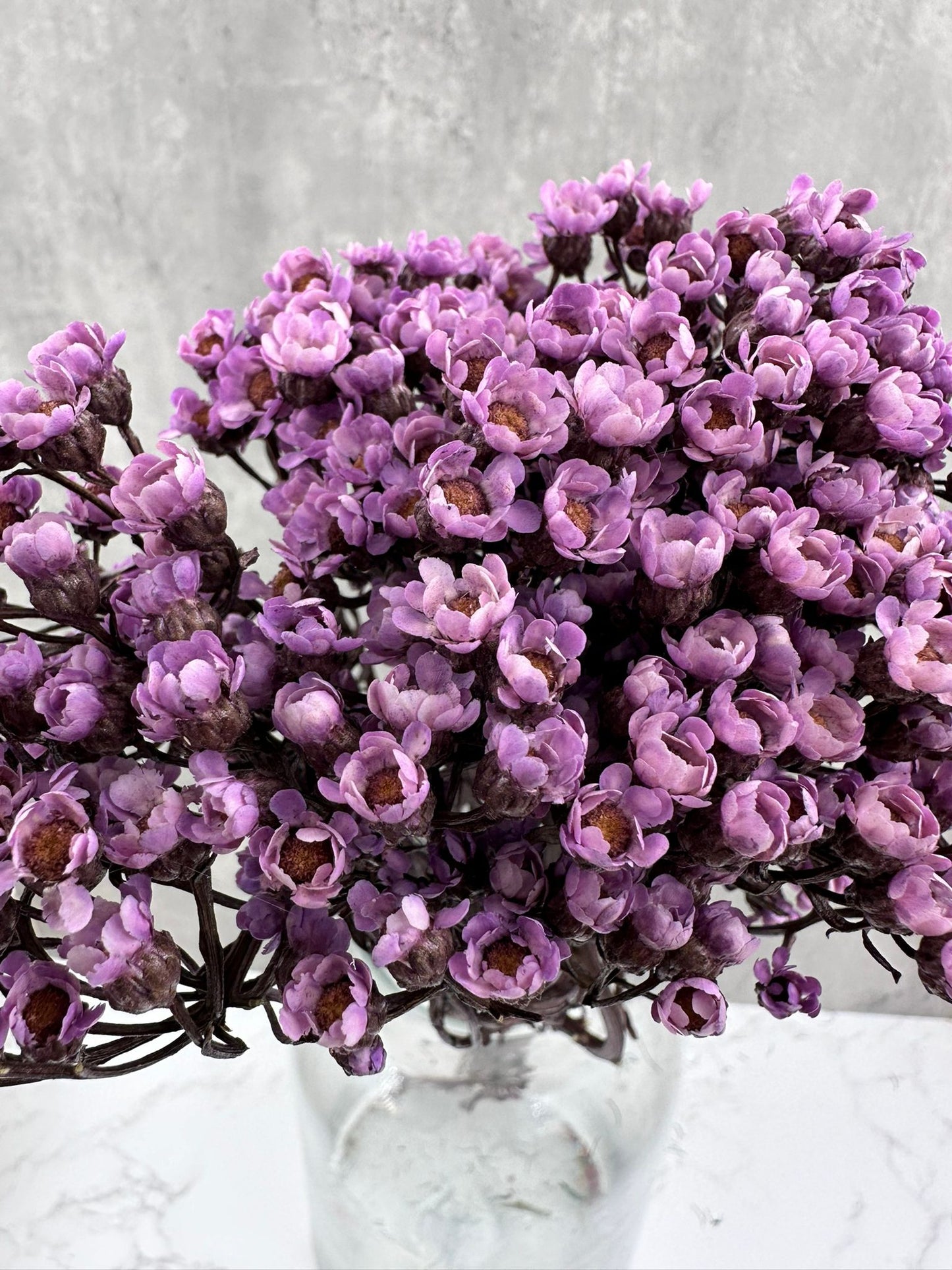 Ixodia Morada