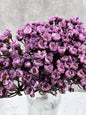 Ixodia Morada