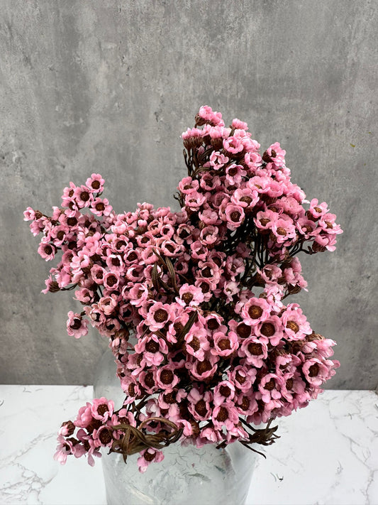 Ixodia Rosa
