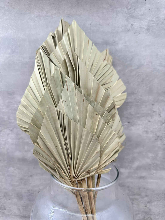 Palm Spear Natural