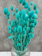 Phalaris Azul Claro