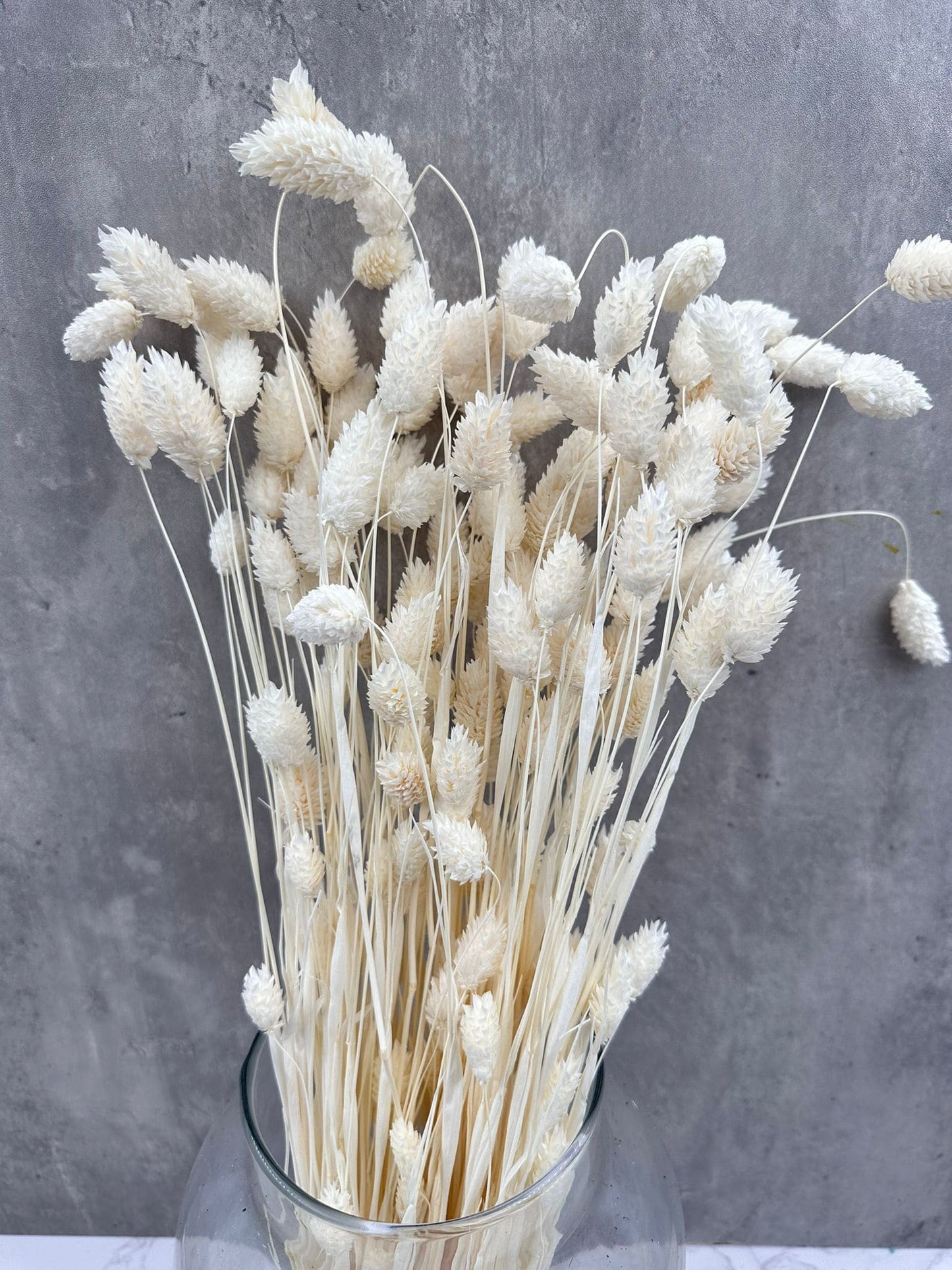 Phalaris Blanco