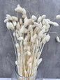Phalaris Blanco