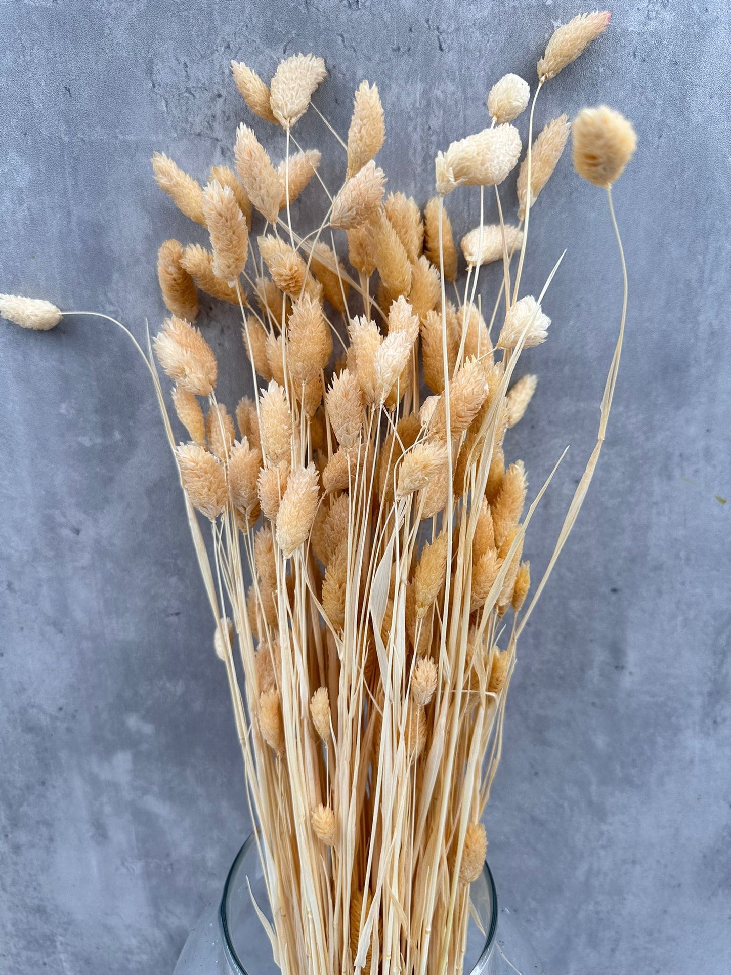 Phalaris Crema