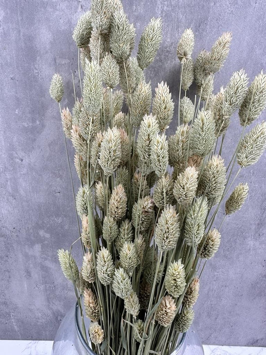 Phalaris Natural