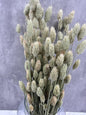 Phalaris Natural