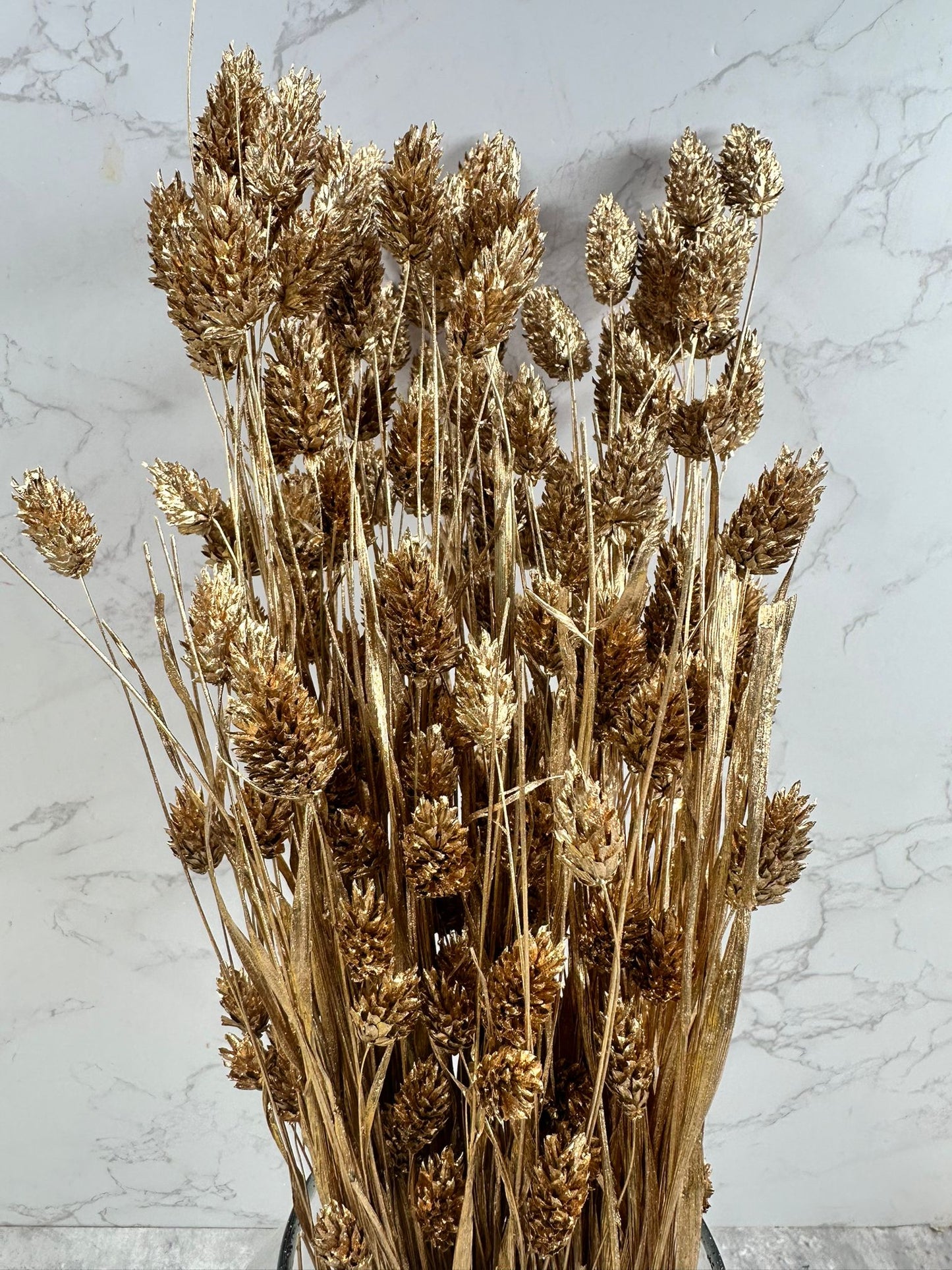 Phalaris Oro