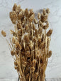 Phalaris Oro