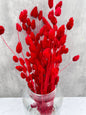 Phalaris Rojo