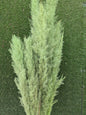 Pluma Extra 120cm Verde