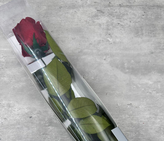 Rosas con tallo Kiara Sangre 55cm